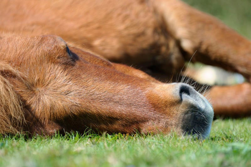 Sleeping Patterns in Horses